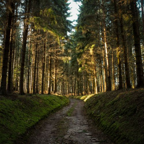 Image dipicting Tree Removal & Stump Grinding