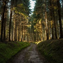 Image depicting the Service Tree Removal & Stump Grinding